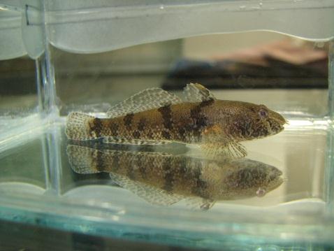 Predyspozycje do sukcesji obcych gatunków ryb inwazyjnych plastyczność morfologiczna i fizjologiczna eurytopowość wysoka zmienność genetyczna niewielkie rozmiary ciała (max.