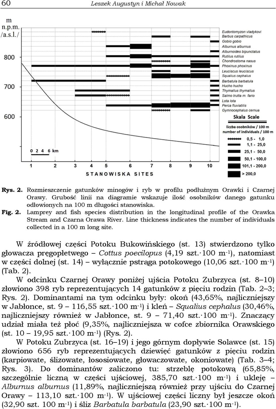 Lamprey and fish species distribution in the longitudinal profile of the Orawka Stream and Czarna Orawa River. Line thickness indicates the number of individuals collected in a 100 m long site.