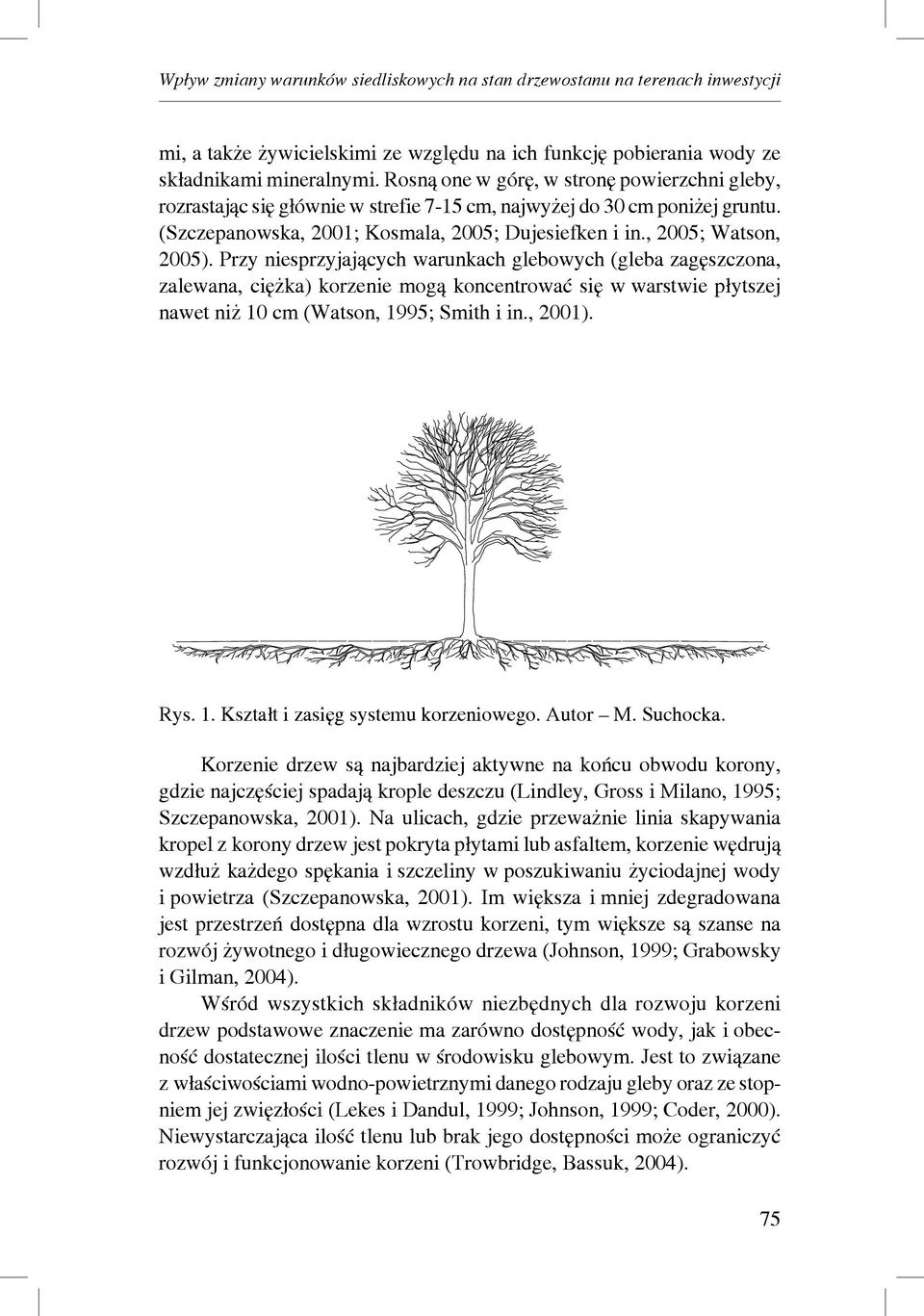 Przy niesprzyjających warunkach glebowych (gleba zagęszczona, zalewana, ciężka) korzenie mogą koncentrować się w warstwie płytszej nawet niż 10 cm (Watson, 1995; Smith i in., 2001). Rys. 1. Kształt i zasięg systemu korzeniowego.