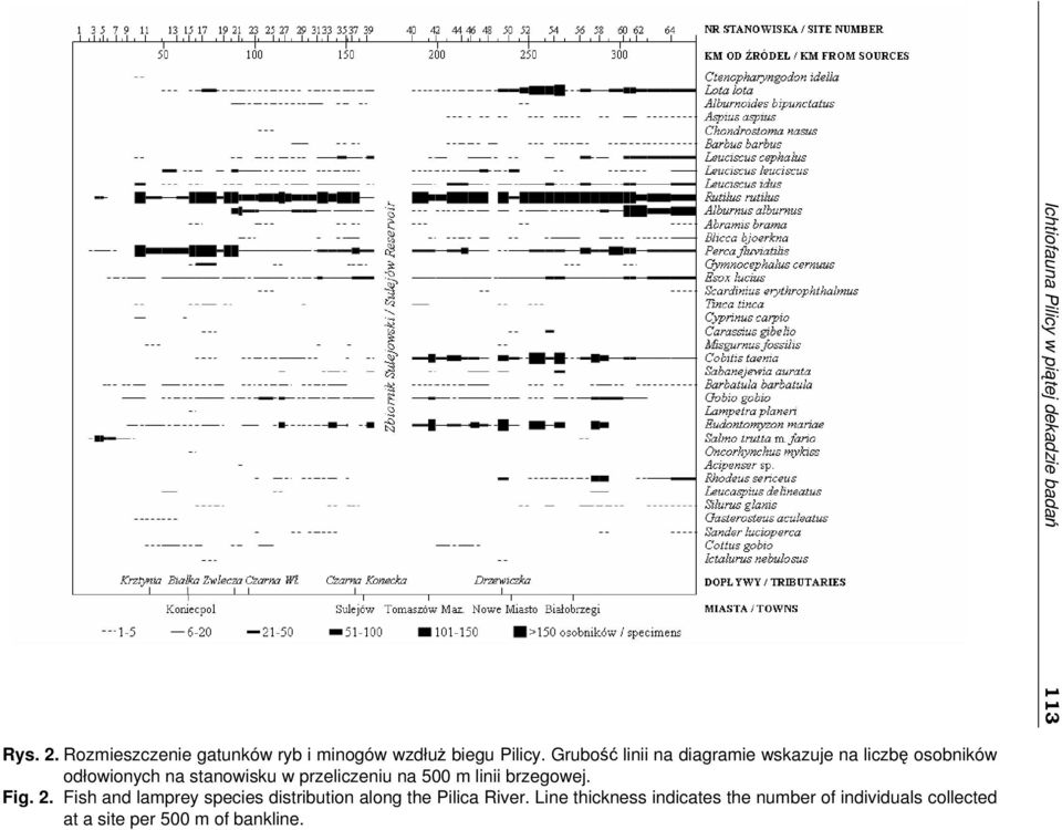 500 m linii brzegowej. Fig. 2. Fish and lamprey species distribution along the Pilica River.