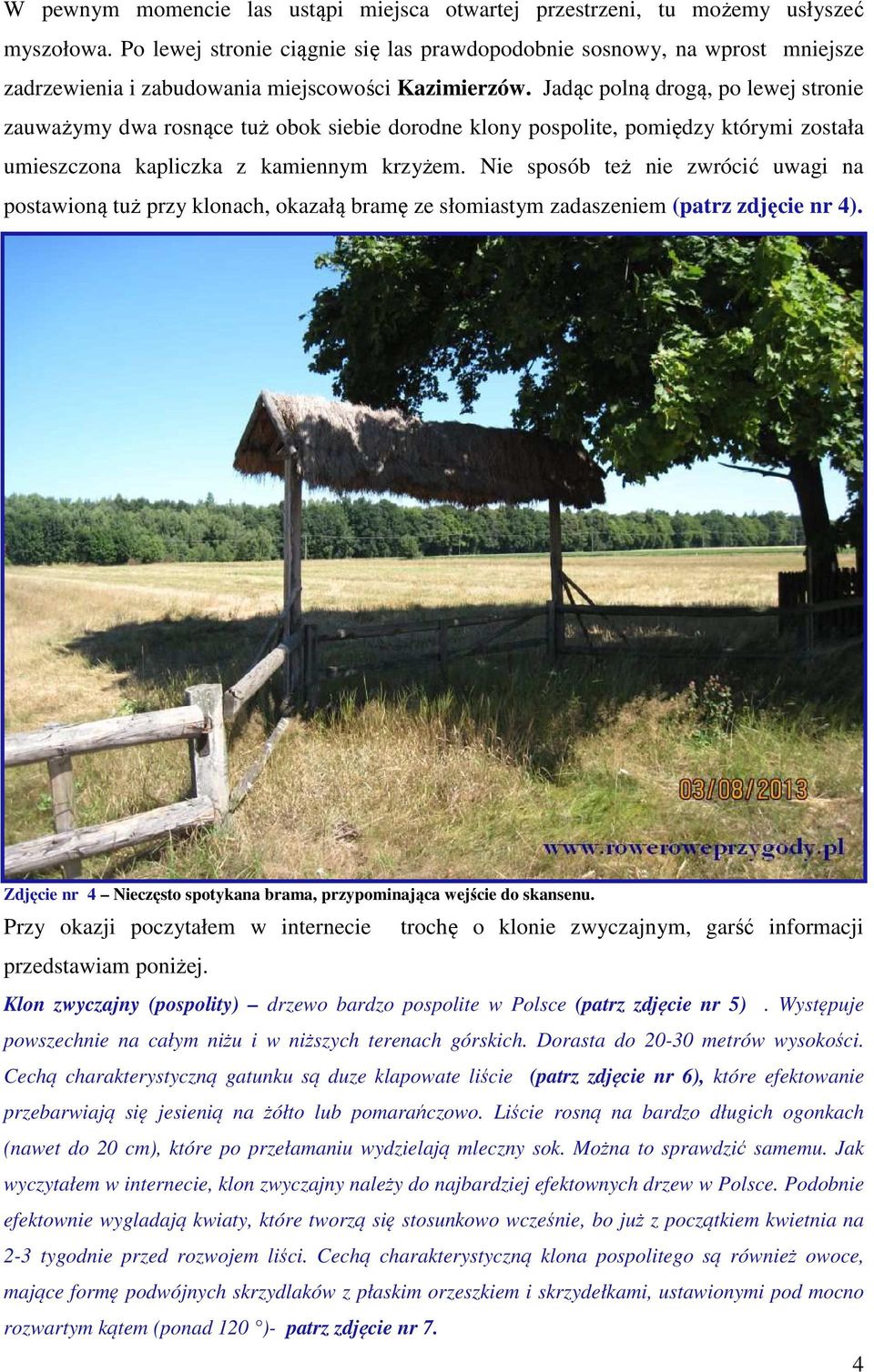 Jadąc polną drogą, po lewej stronie zauważymy dwa rosnące tuż obok siebie dorodne klony pospolite, pomiędzy którymi została umieszczona kapliczka z kamiennym krzyżem.