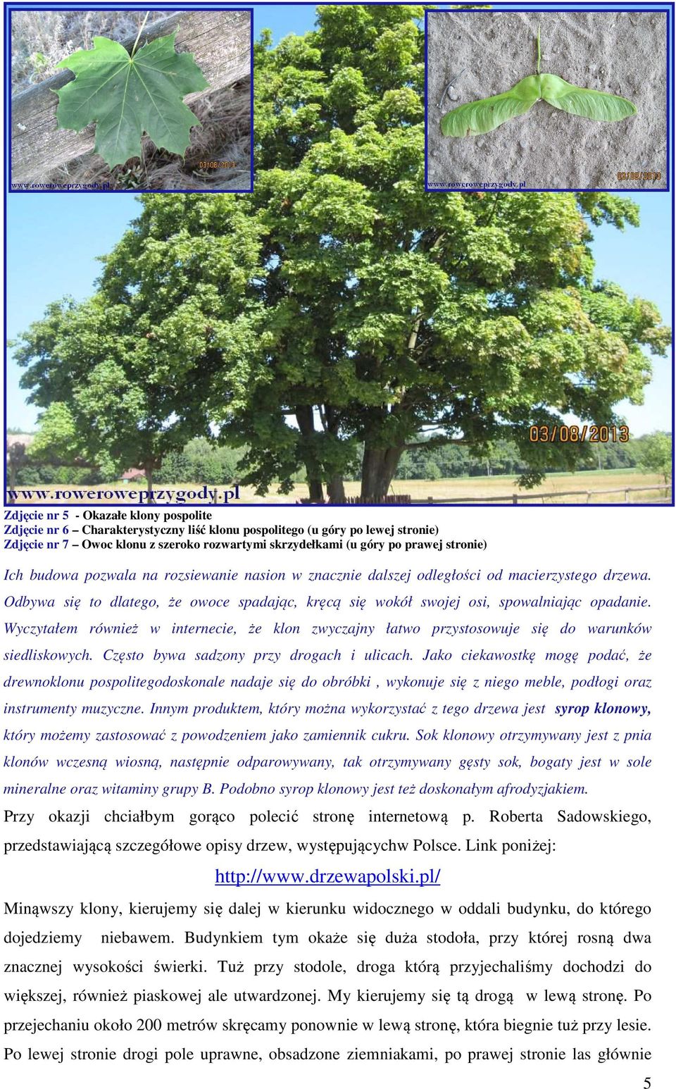 Wyczytałem również w internecie, że klon zwyczajny łatwo przystosowuje się do warunków siedliskowych. Często bywa sadzony przy drogach i ulicach.