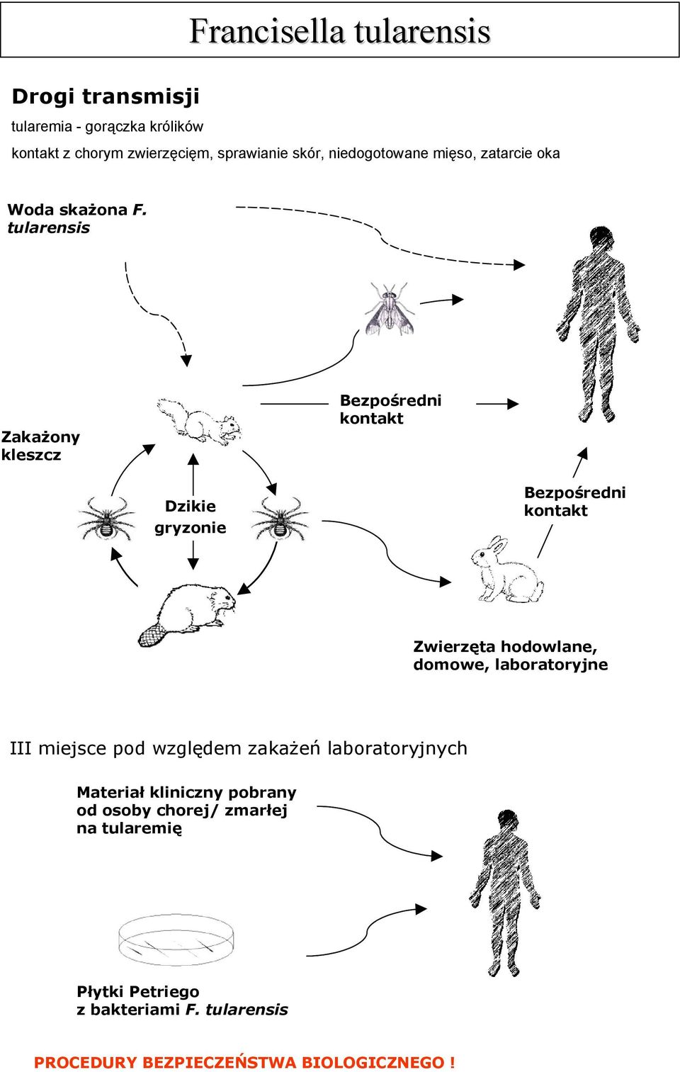 tularensis Zakażony kleszcz Bezpośredni kontakt Dzikie gryzonie Bezpośredni kontakt Zwierzęta hodowlane, domowe,