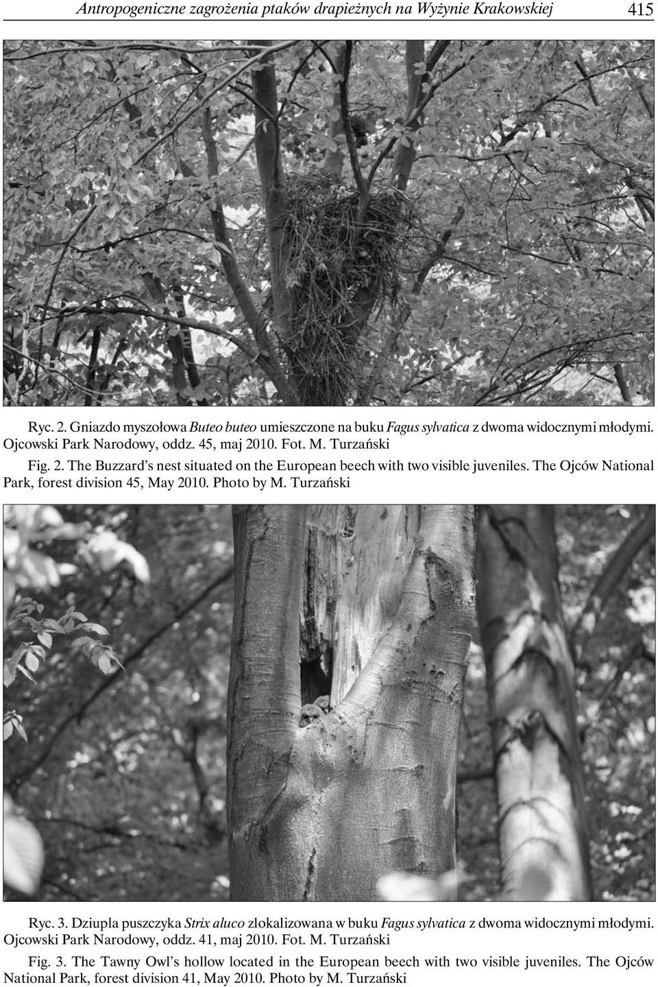 The Ojców National Park, forest division 45, May 2010. Photo by M. Turzański Ryc. 3. Dziupla puszczyka Strix aluco zlokalizowana w buku Fagus sylvatica z dwoma widocznymi młodymi.