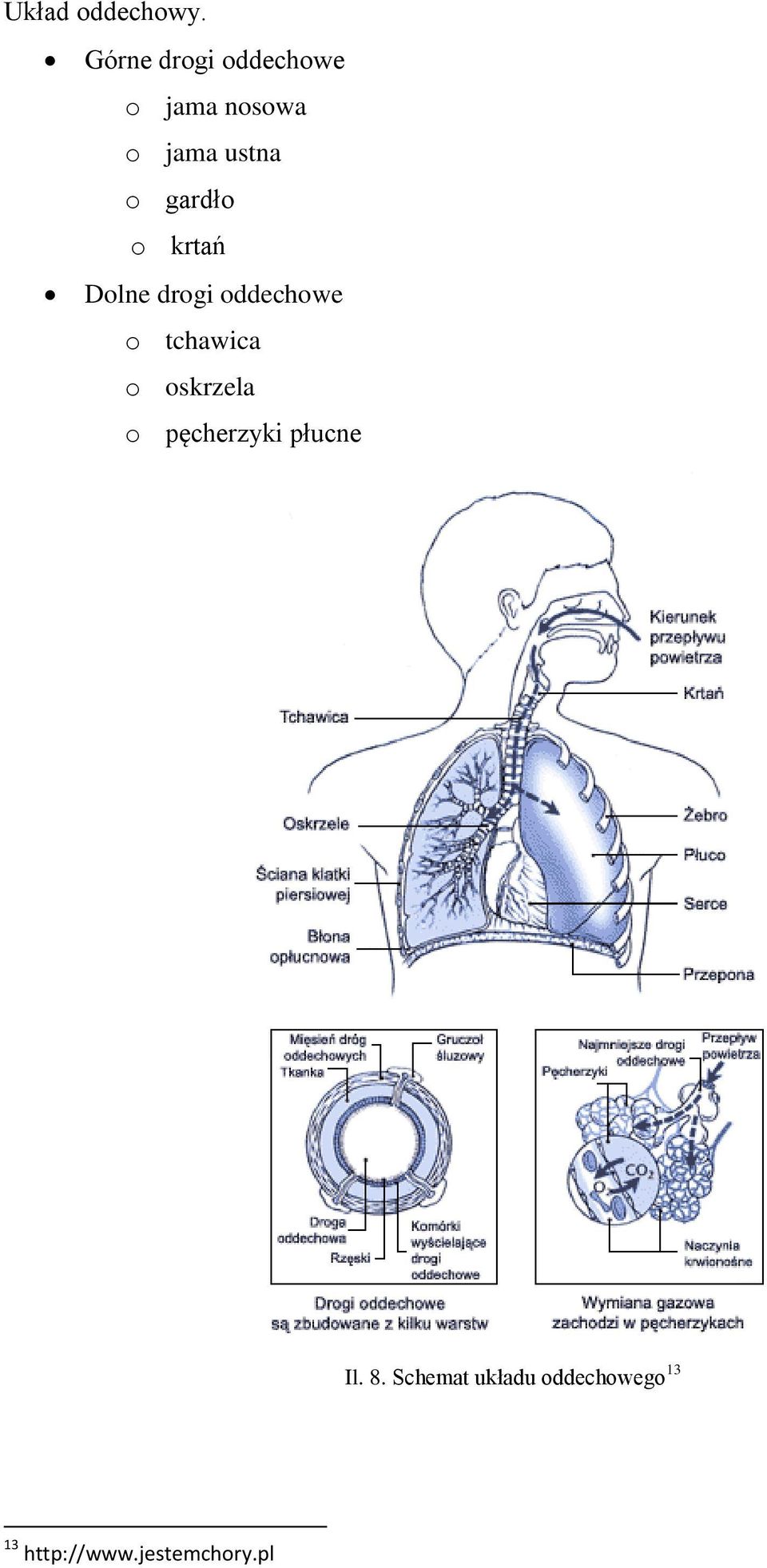 gardło o krtań Dolne drogi oddechowe o tchawica o