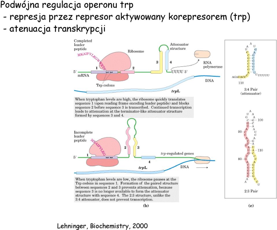 korepresorem (trp) - atenuacja