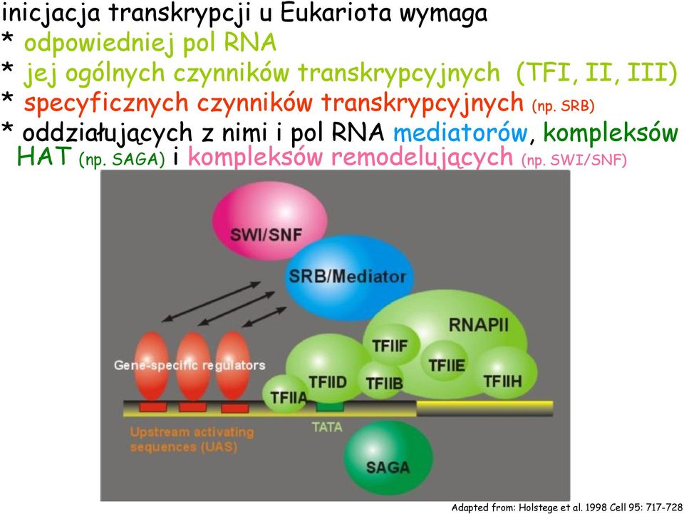 (np. SRB) * oddziałujących z nimi i pol RNA mediatorów, kompleksów HAT (np.