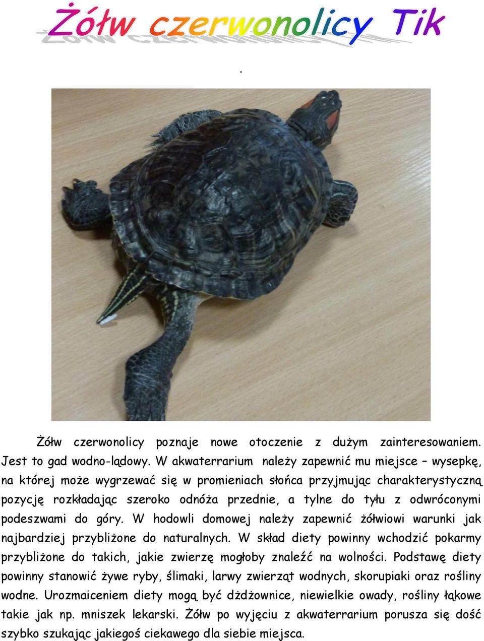 odwróconymi podeszwami do góry. W hodowli domowej należy zapewnić żółwiowi warunki jak najbardziej przybliżone do naturalnych.