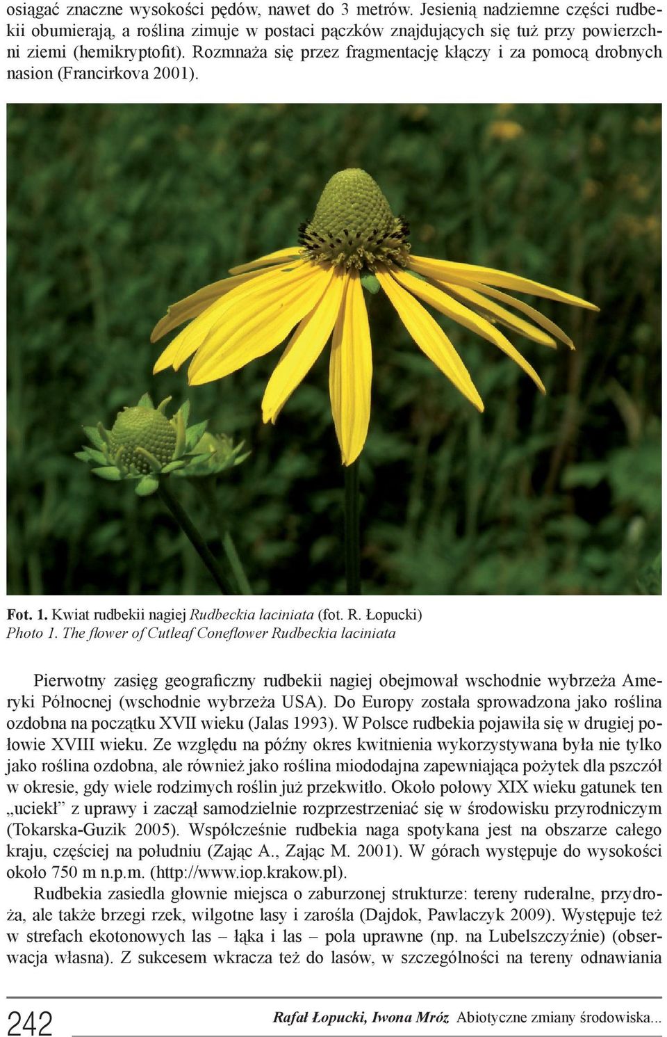 The flower of Cutleaf Coneflower Rudbeckia laciniata Pierwotny zasięg geograficzny rudbekii nagiej obejmował wschodnie wybrzeża Ameryki Północnej (wschodnie wybrzeża USA).