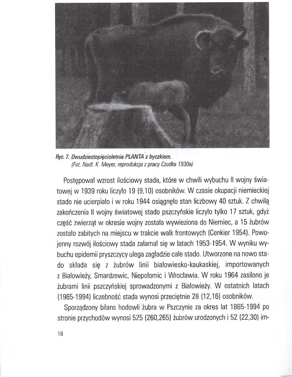 W czasie okupacji niemieckiej stado nie ucierpiało i w roku 1944 osiągnęło stan liczbowy 40 sztuk.