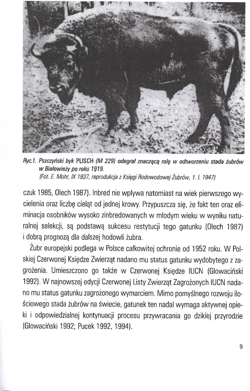 Przypuszcza się, że fakt ten oraz eliminacja osobników wysoko zinbredowanych w młodym wieku w wyniku naturalnej selekcji, są podstawą sukcesu restytucji tego gatunku (Olech 1987) i dobrą prognozą dla