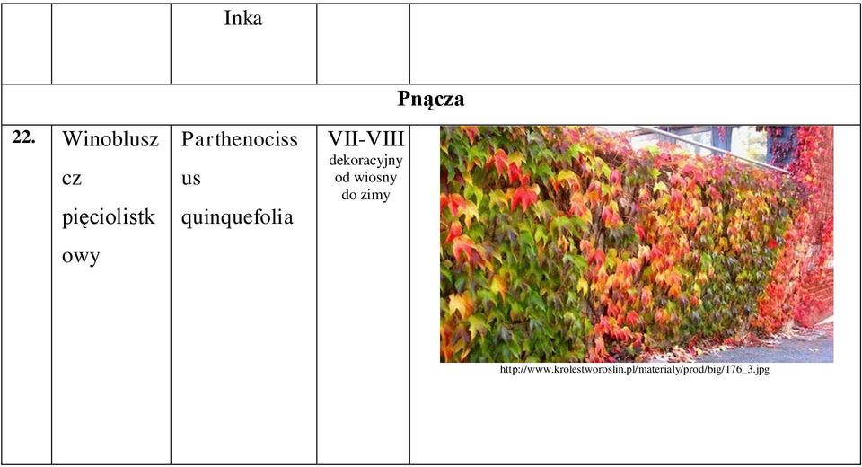 us quinquefolia VII-VIII dekoracyjny od