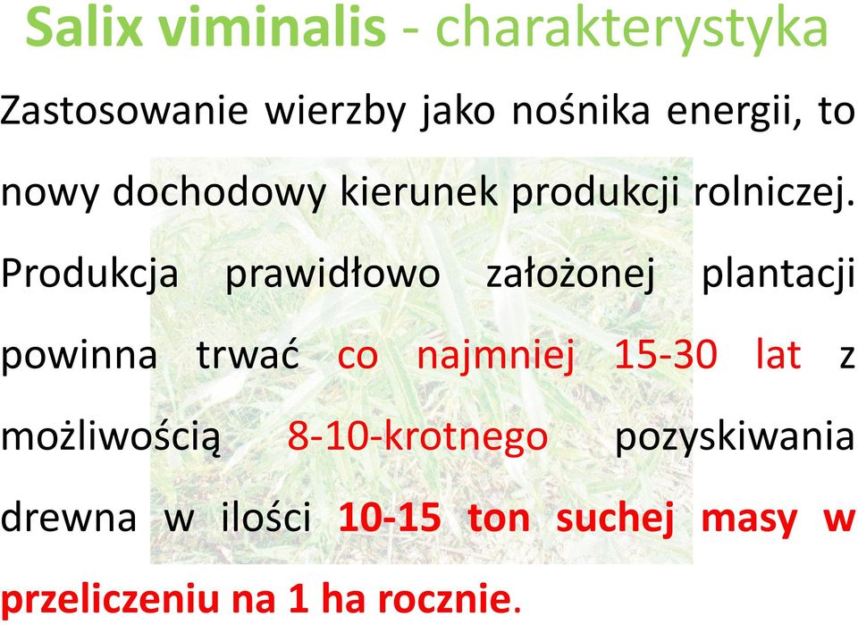 Produkcja prawidłowo założonej plantacji powinna trwać co najmniej 15-30 lat