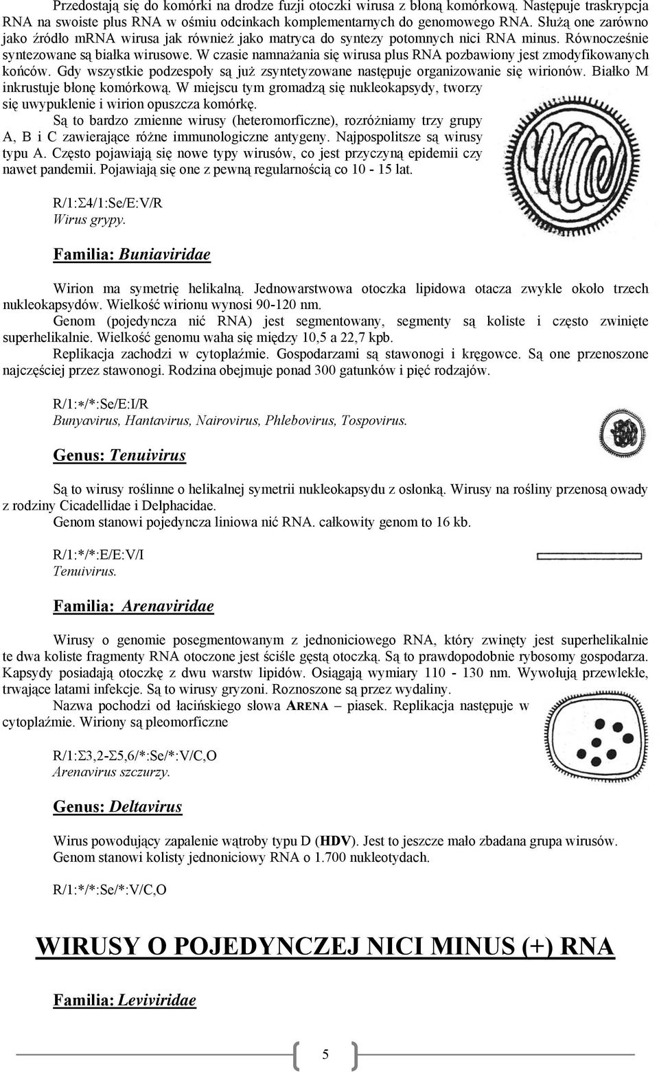 W czasie namnażania się wirusa plus RNA pozbawiony jest zmodyfikowanych końców. Gdy wszystkie podzespoły są już zsyntetyzowane następuje organizowanie się wirionów.