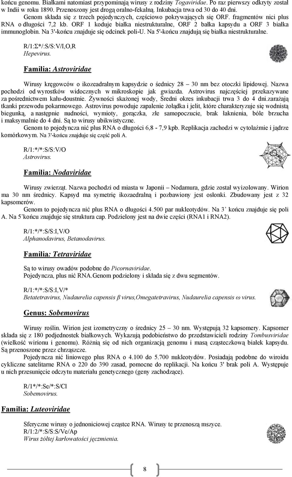 ORF 1 koduje białka niestrukturalne, ORF 2 bałka kapsydu a ORF 3 białka immunoglobin. Na 3'-końcu znajduje się odcinek poli-u. Na 5'-końcu znajdują się białka niestrukturalne.