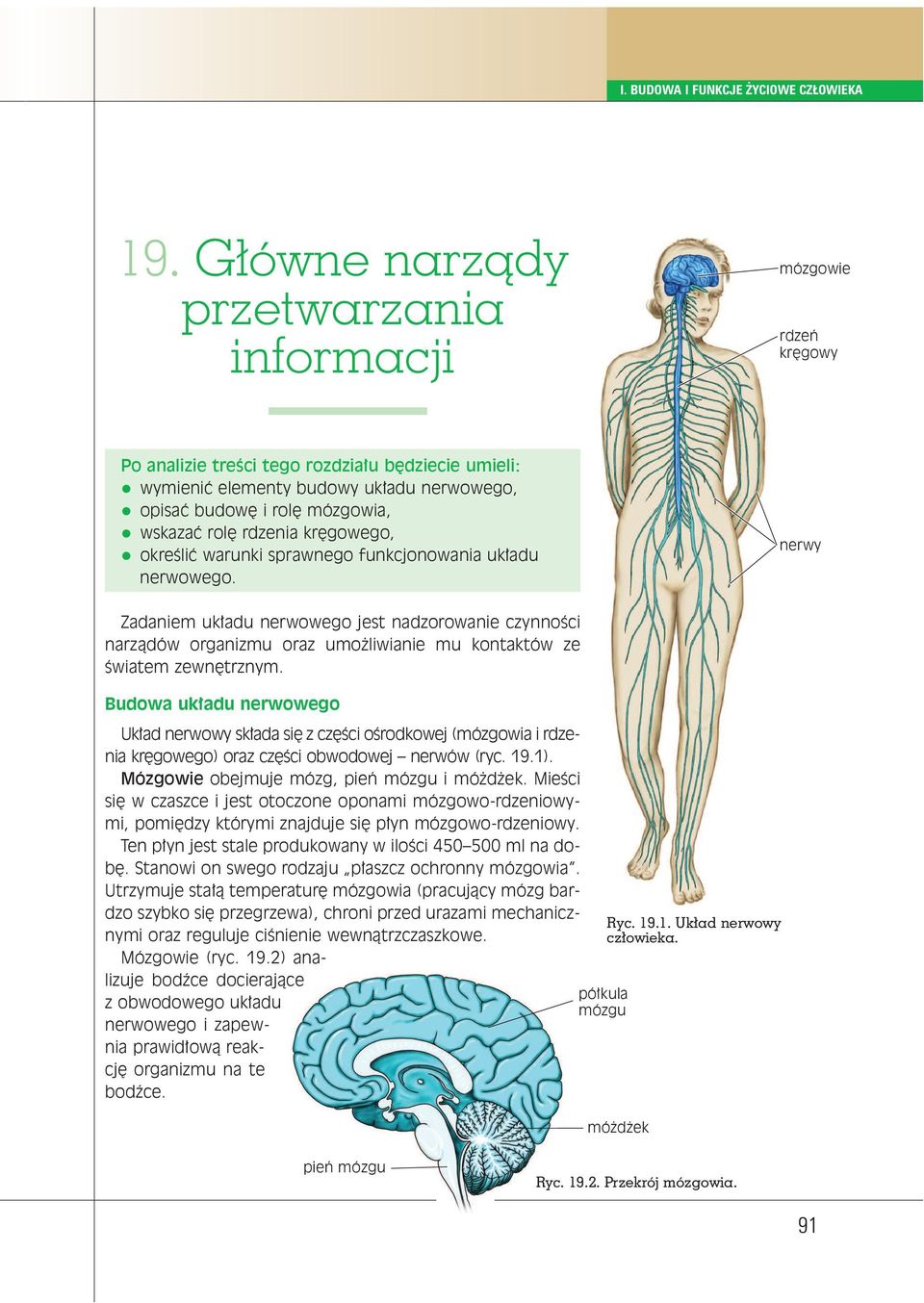 nerwy Za da niem uk a du ner wo we go jest nad zo ro wa nie czyn no Êci na rzà dów or ga ni zmu oraz umo li wia nie mu kon tak tów ze Êwia tem ze wn trz nym.