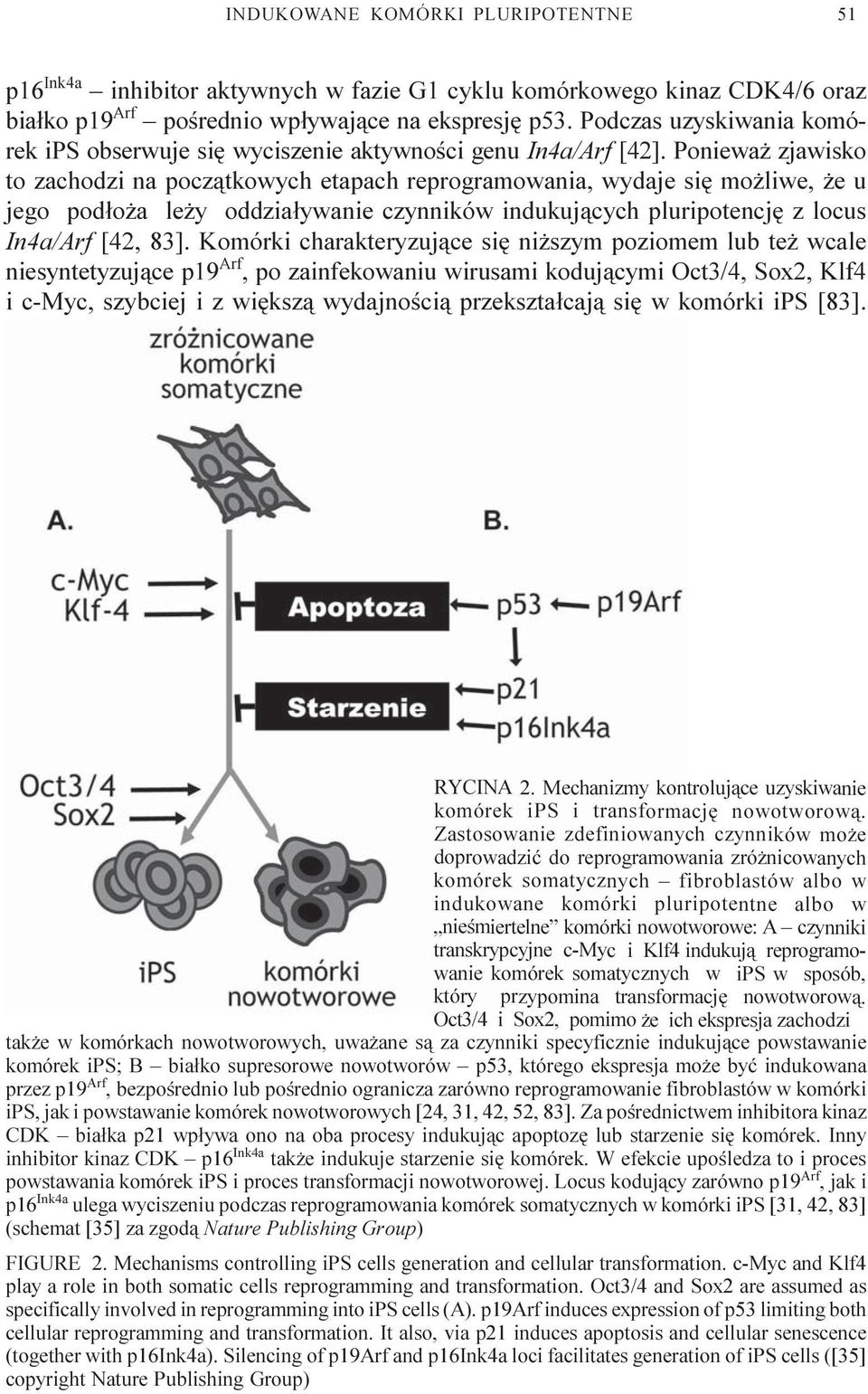 Poniewa zjawisko to zachodzi na pocz¹tkowych etapach reprogramowania, wydaje siê mo liwe, e u jego pod³o a le y oddzia³ywanie czynników indukuj¹cych pluripotencjê z locus In4a/Arf [42, 83].