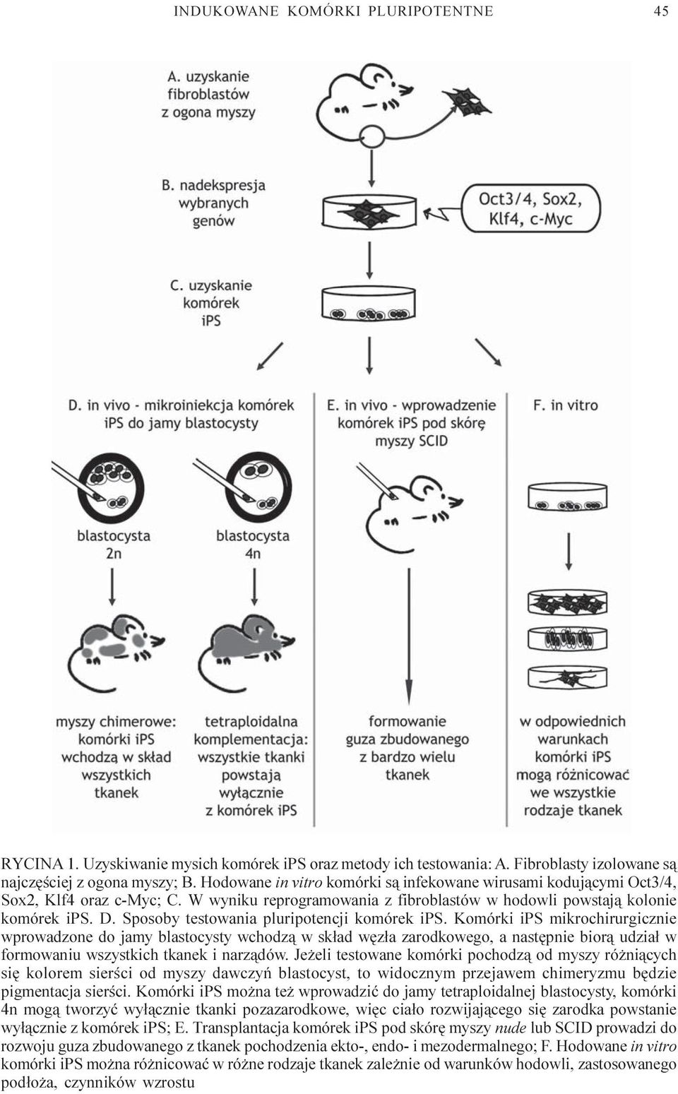 Sposoby testowania pluripotencji komórek ips.