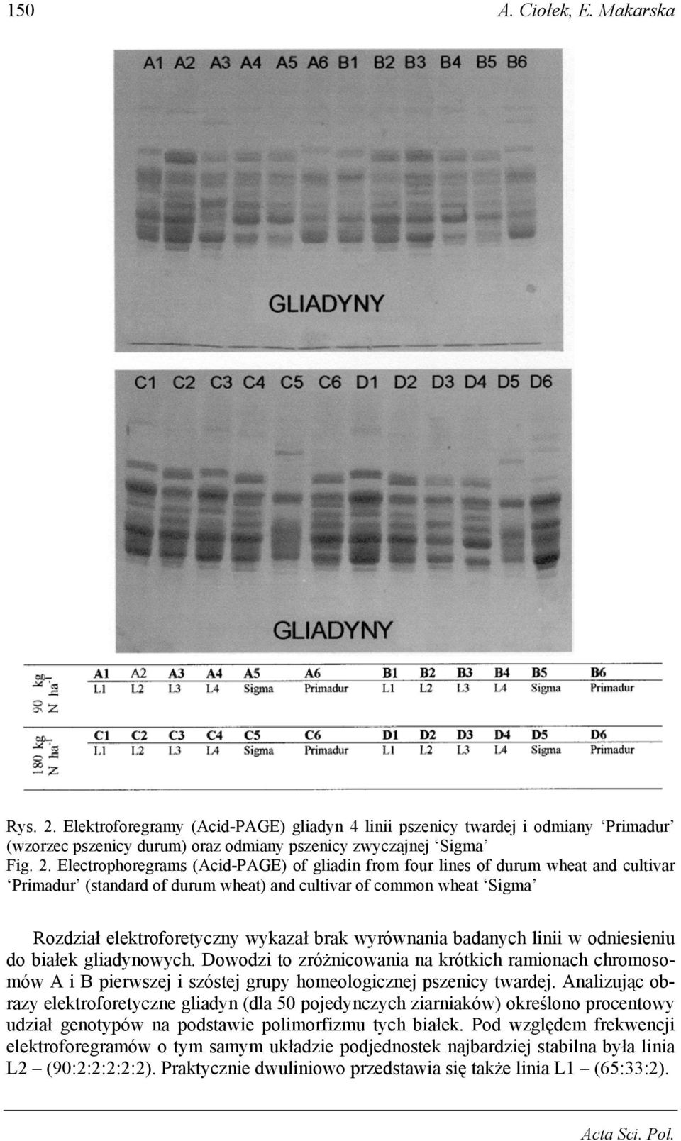 Electrophoregrams (Acid-PAGE) of gliadin from four lines of durum wheat and cultivar Primadur (standard of durum wheat) and cultivar of common wheat Sigma Rozdział elektroforetyczny wykazał brak
