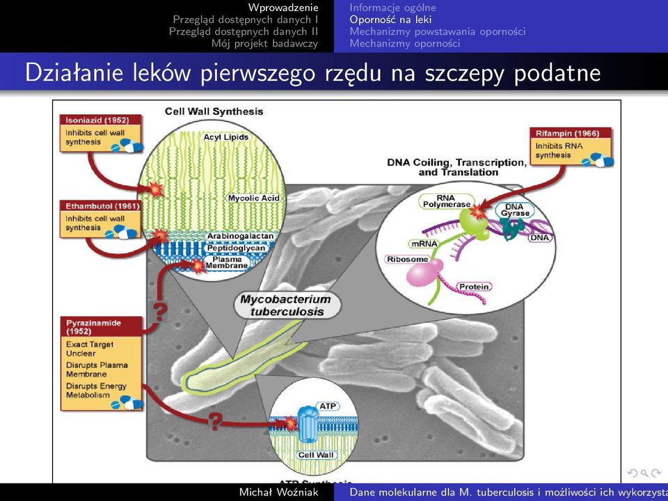 Mechanizmy oporności Działanie