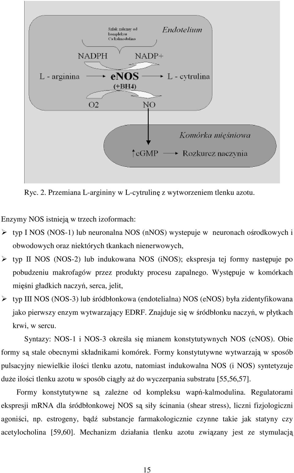 indukowana NOS (inos); ekspresja tej formy następuje po pobudzeniu makrofagów przez produkty procesu zapalnego.