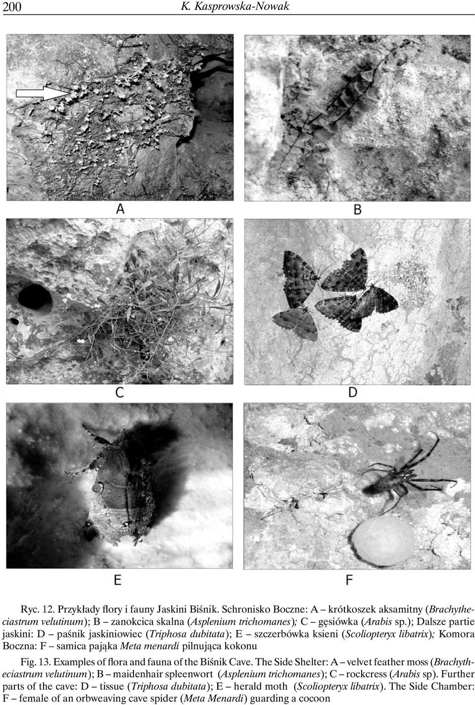 ); Dalsze partie jaskini: D paśnik jaskiniowiec (Triphosa dubitata); E szczerbówka ksieni (Scoliopteryx libatrix); Komora Boczna: F samica pająka Meta menardi pilnująca kokonu Fig. 13.