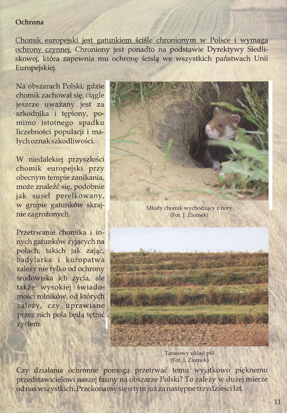 Na obszarach Polski, gdzie chomik zachował się, ciągle jeszcze uważany jest za szkodnika i tępiony, pomimo istotnego spadku liczebności populacji i małych oznak szkodliwości.