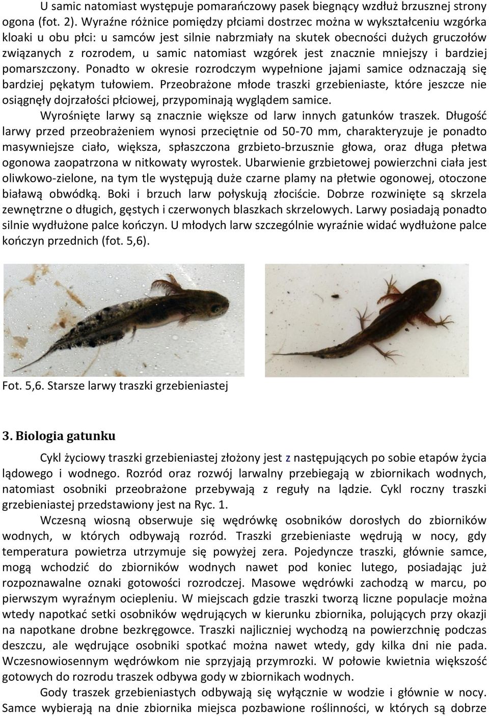 natomiast wzgórek jest znacznie mniejszy i bardziej pomarszczony. Ponadto w okresie rozrodczym wypełnione jajami samice odznaczają się bardziej pękatym tułowiem.