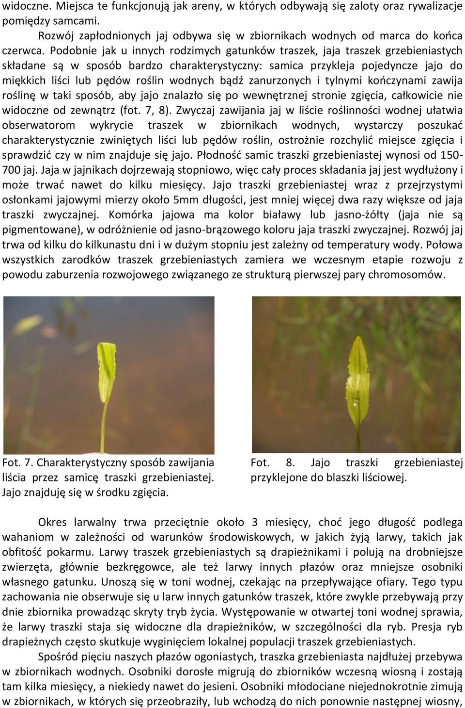 wodnych bądź zanurzonych i tylnymi kooczynami zawija roślinę w taki sposób, aby jajo znalazło się po wewnętrznej stronie zgięcia, całkowicie nie widoczne od zewnątrz (fot. 7, 8).