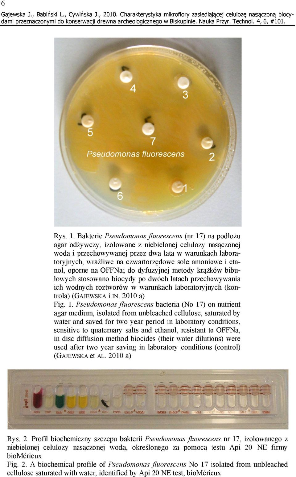 Bakterie Pseudomonas fluorescens (nr 17) naa podłożu agar odżywczy, izolowane z niebielonej celulozy nasączonej wodą i przechowywanep ej przez dwa lata w warunkach labora- i eta- toryjnych, wrażliwe