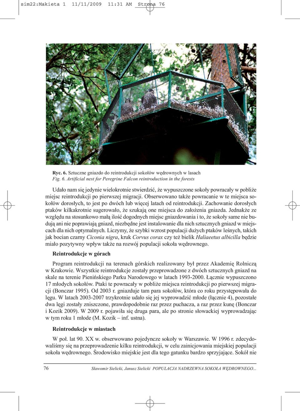 Artificial nest for Peregrine Falcon reintroduction in the forests Udało nam się jedynie wielokrotnie stwierdzić, że wypuszczone sokoły powracały w pobliże miejsc reintrodukcji po pierwszej migracji.