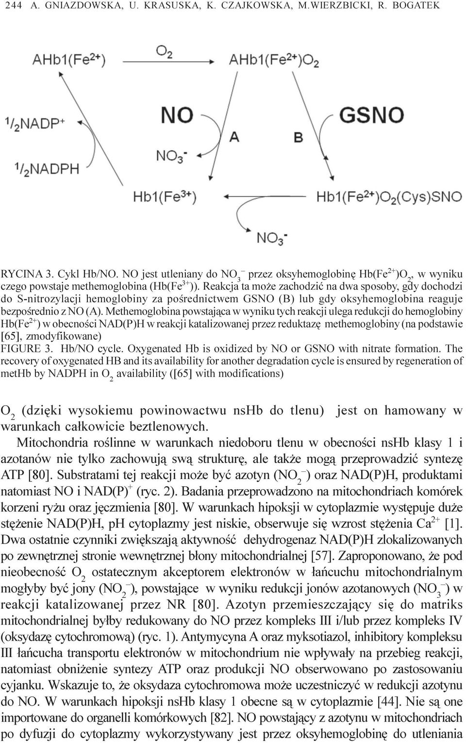 Reakcja ta mo e zachodziæ na dwa sposoby, gdy dochodzi do S-nitrozylacji hemoglobiny za poœrednictwem GSNO (B) lub gdy oksyhemoglobina reaguje bezpoœrednio z NO (A).