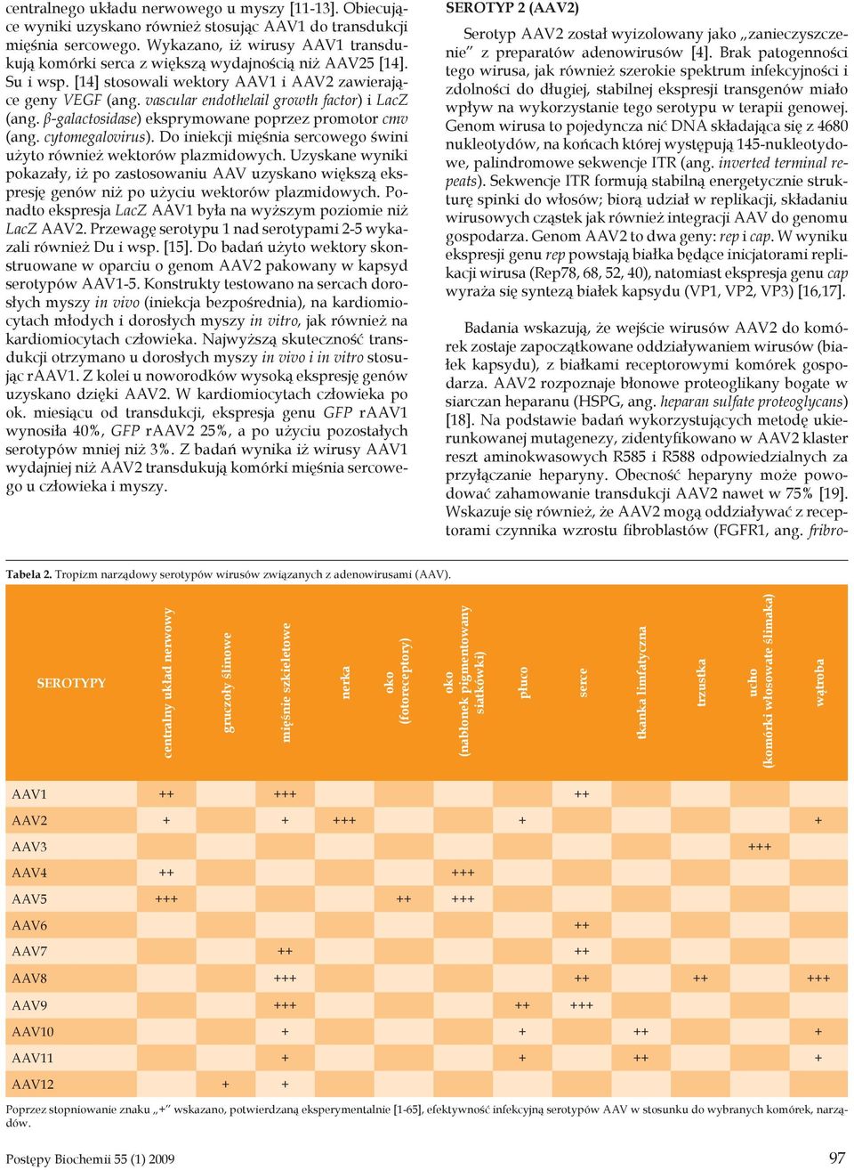 vascular endothelail growth factor) i LacZ (ang. β-galactosidase) eksprymowane poprzez promotor cmv (ang. cytomegalovirus). Do iniekcji mięśnia sercowego świni użyto również wektorów plazmidowych.