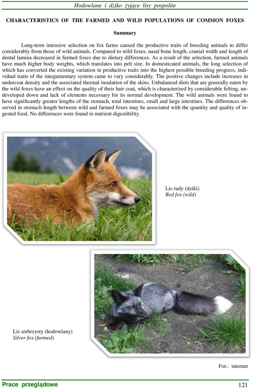 As a result of the selection, farmed animals have much higher body weights, which translates into pelt size.