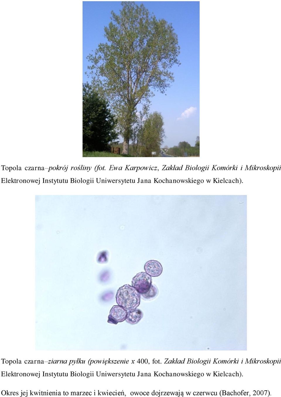 Kochanowskiego w Kielcach). Topola czarna ziarna pyłku (powiększenie x 400, fot.