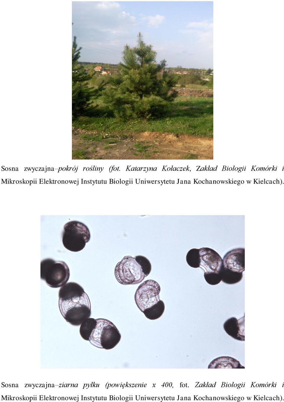 Biologii Uniwersytetu Jana Kochanowskiego w Kielcach).