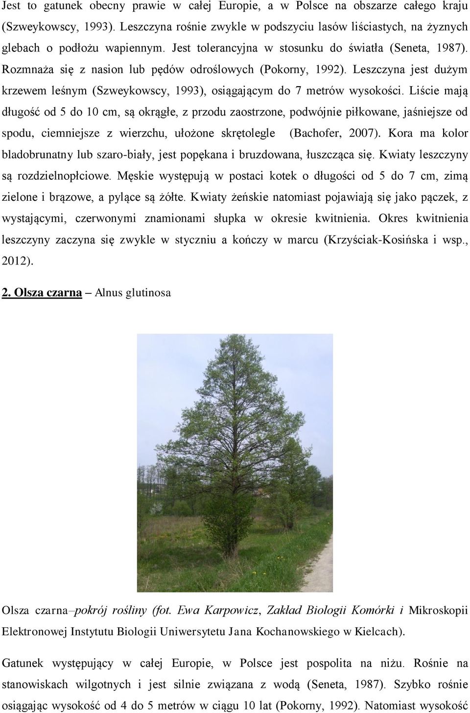 Leszczyna jest dużym krzewem leśnym (Szweykowscy, 1993), osiągającym do 7 metrów wysokości.