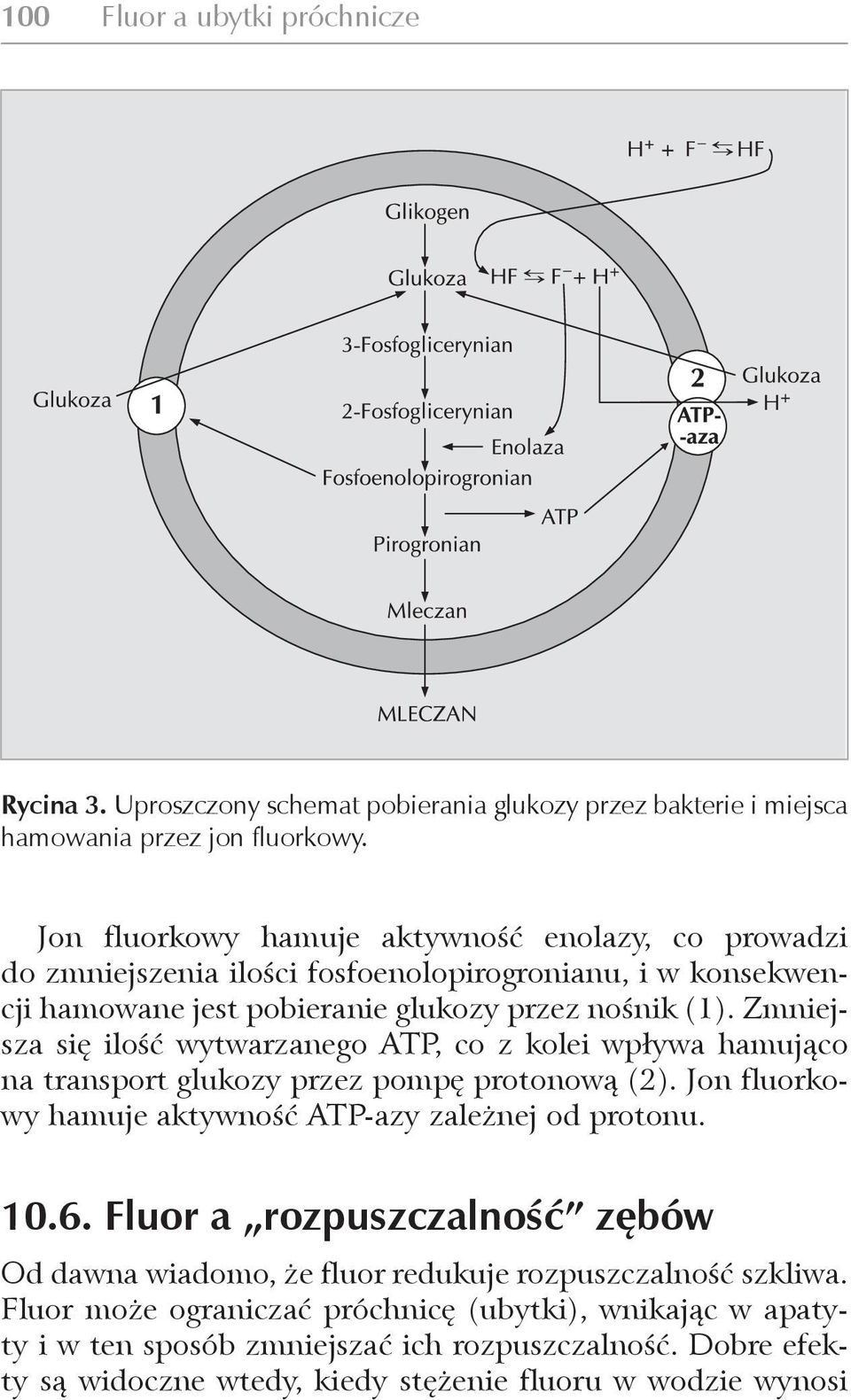 Zmniejsza się ilość wytwarzanego ATP, co z kolei wpływa hamująco na transport glukozy przez pompę protonową (2). Jon fluorkowy hamuje aktywność ATP-azy zależnej od protonu. 10.6.
