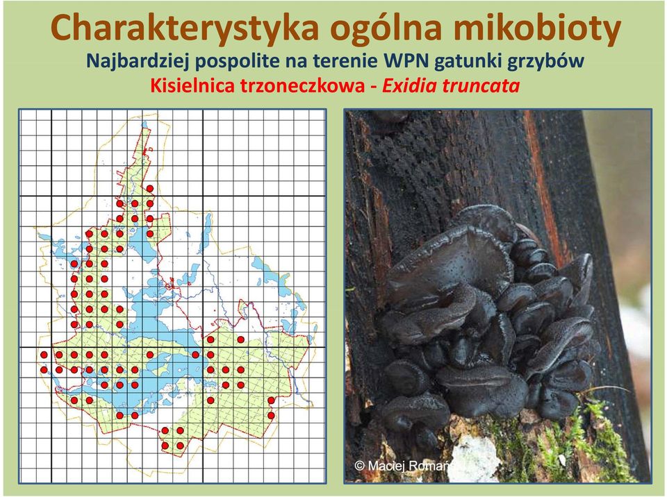 WPNgatunkigrzybów grzybów