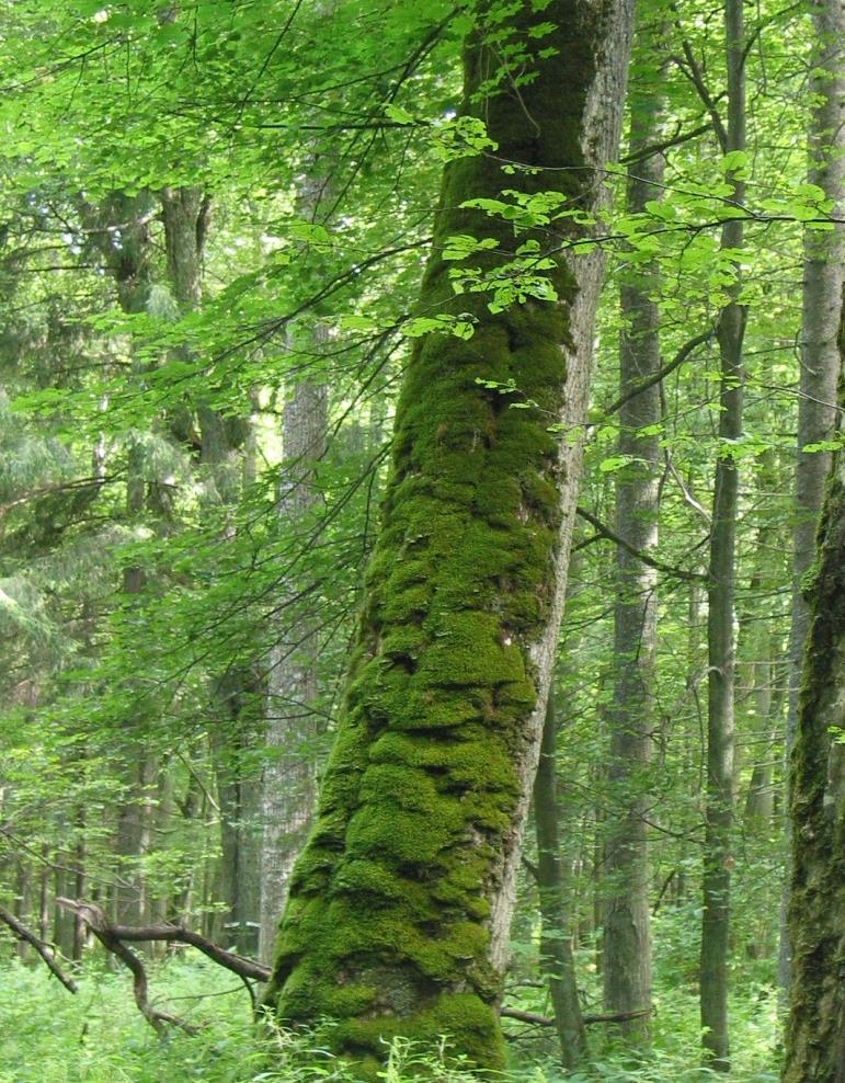 B. Brzeziecki.
