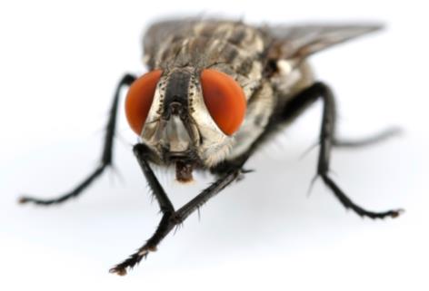 BOMBEX PERM 25 CS Permetryna 250 g/l CS Insektycyd długodziałający Zaawansowana,