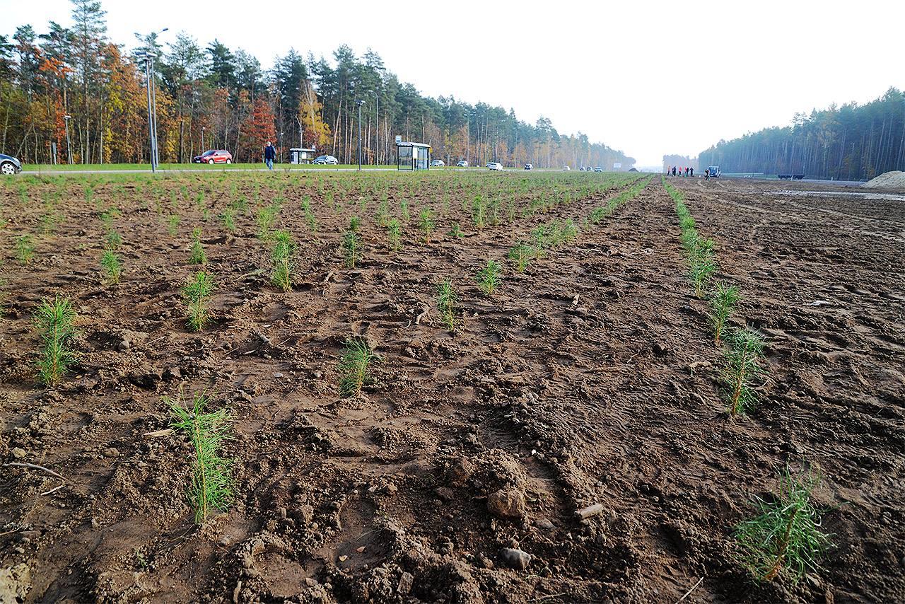 W ramach tzw. nasadzeń zastępczych (za blisko 20 tys. drzew i krzewów wyciętych w 2013 r.