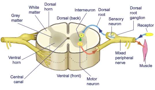 Podstawowy plan budowy układu nerwowego kręgowców Kresomózgowie - kora mózgu i jądra podkorowe Śródmózgowie wzgórze i podwzgórze Międzymózgowie pokrywa i blaszka czworacza Tyłomózgowie most i