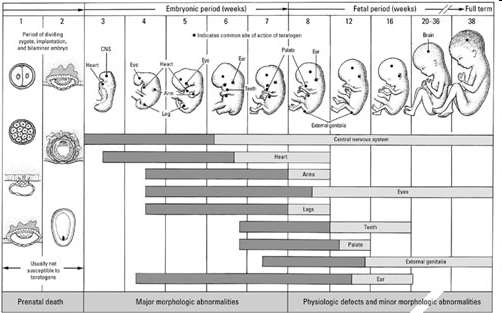 Fazy rozwoju płodu ludzkiego Każdy z organów rozwija się w sobie właściwym czasie.