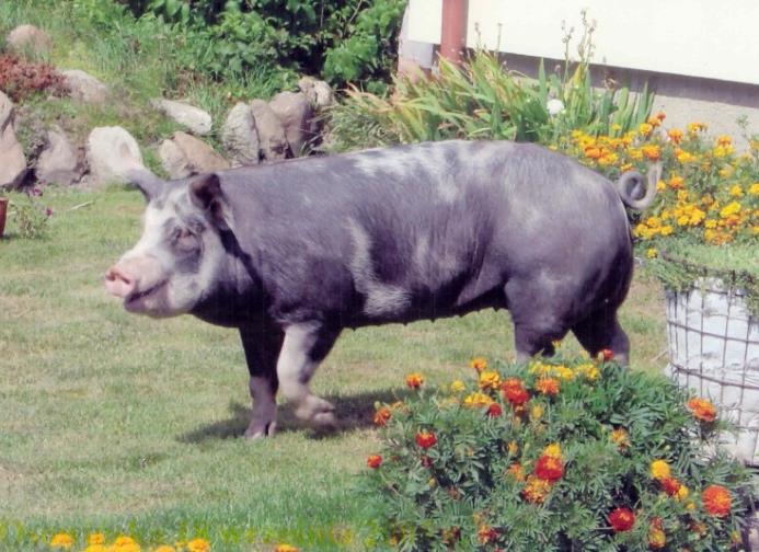 Fot. 11. Loszka rasy puławskiej IV.