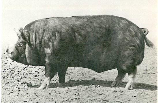I. Rys historyczny, wytworzenie i konsolidacja cech u świni gołębskiej Historia rasy świń, znanych obecnie jako rasa puławska, sięga początków XX wieku.