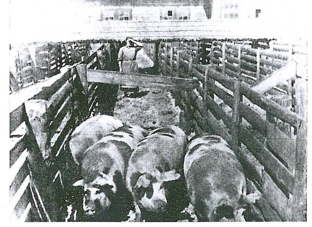 Zgodnie z Ustawą z dnia 5.03.1934 roku o Nadzorze nad hodowlą bydła, trzody chlewnej i owiec oraz Rozporządzeniem Ministra Rolnictwa i Reform Rolnych z dnia 16.03.1935 roku, rozpoczęto oficjalne wpisywanie świń w typie łaciatek do ksiąg pod nazwą gołębska.
