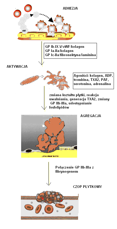 Przebieg