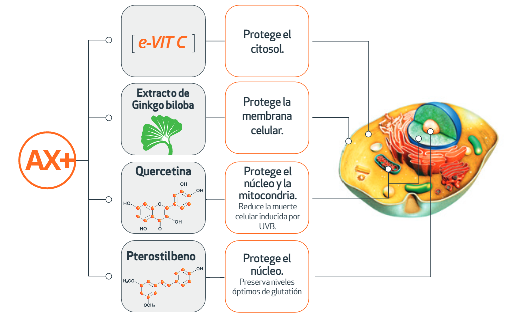 C-VIT: Antiox booster system Chroni cytosol Nowa linia C vit jest wzbogacona o kompleks antyoksydacyjny, który znacząco wzmacnia działanie redukujące wolne