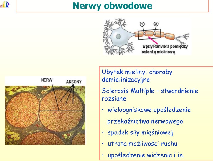 10. Szybkość przewodzenia